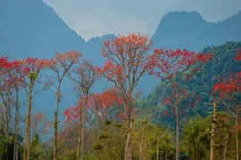 Xứ Nghệ đẹp nao lòng mùa hoa gạo tháng Ba