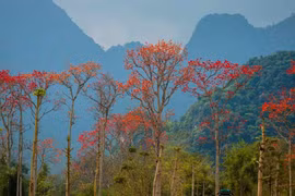 Xứ Nghệ đẹp nao lòng mùa hoa gạo tháng Ba