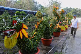 Quất dáng rồng độc lạ giá trăm triệu đồng một cây ở Hà Nội