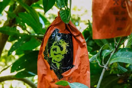 Độc lạ xoài in linh vật rồng bán “đắt như tôm tươi“