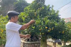 Lão nông Hà Nội mang quất ghép với cây lạ, bán hàng trăm triệu đồng/gốc 