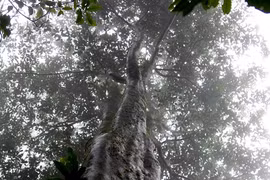 Rừng chè 'tiến vua' trăm tuổi được bảo vệ nghiêm ngặt ở Bình Định