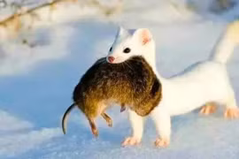 'Quái vật ăn não' chưa đầy 20cm ăn thịt 3.000 con chuột mỗi năm?