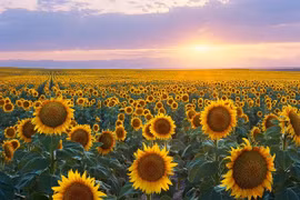 Tại sao hoa hướng dương quay theo hướng mặt trời?