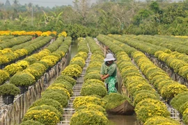 30.000 chậu cúc có nguy cơ ế, chính quyền vào cuộc giải cứu