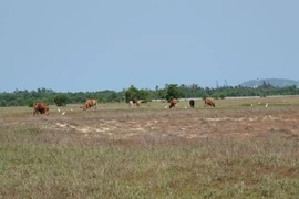 Sau khi sếp Phúc 'Hậu' bị bắt, các dự án của tập đoàn Phúc Sơn sẽ ra sao? 