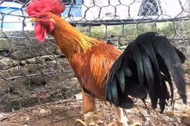 Đại gia trả 50 triệu mua 1 con gà chín cựa về ăn Tết