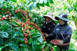 Cổ phiếu FGL của Công ty CP Cà phê Gia Lai bị duy trì diện cảnh báo 