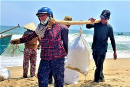 Ngư dân bỏ túi “tiền triệu” mỗi ngày nhờ cào ốc gạo