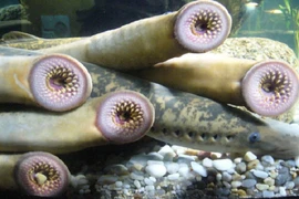 Sửng sốt với hình ảnh những loài động vật kỳ lạ nhất hành tinh