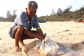 Quảng Nam: Ngư dân vào mùa thu hoạch sứa, thu tiền triệu