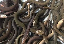 Ép lươn đẻ trứng, nông dân Vĩnh Long bất ngờ phát tài