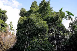 Độc đáo cây măng cụt gần 100 tuổi ở Quảng Nam