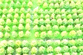 Thủ phủ mai vàng Bình Định vào mùa lặt lá