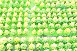 Thủ phủ mai vàng Bình Định vào mùa lặt lá