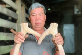 Về thủ phủ nuôi hươu sao lấy nhung lớn nhất cả nước