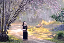 Hoa mai anh đào nở rộ hút khách đến Măng Đen