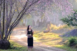Hoa mai anh đào nở rộ hút khách đến Măng Đen