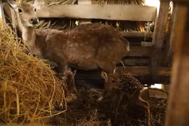 “Độc lạ” Hà Tĩnh: Hươu sao sinh đôi hiếm gặp