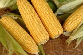 Video: “Thần dược” trị bệnh cao huyết áp, viêm túi mật