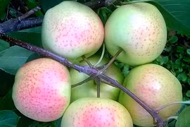 Mê mẩn trước rau củ đẹp tới nỗi không nỡ thưởng thức