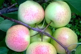 Mê mẩn trước rau củ đẹp tới nỗi không nỡ thưởng thức