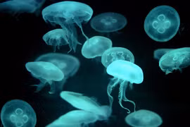 Bác sĩ chỉ cách phòng và sơ cứu sứa lửa cắn đúng nhất