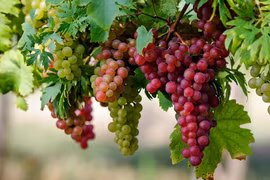 Những loại trái cây “đốt cháy” mỡ bụng hiệu quả