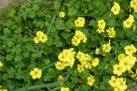 Video: Ít ai ngờ loại cây mọc đầy đường này lại chữa được 10 loại bệnh