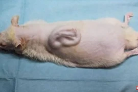 Video: Kỳ lạ tai người “mọc” trên lưng chuột ở Nhật Bản