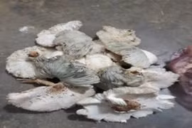 9 người ngộ độc sau ăn nấm, Bộ Y tế khuyến cáo khẩn