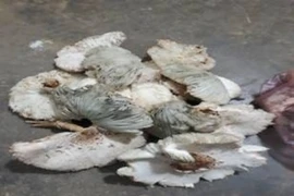 9 người ngộ độc sau ăn nấm, Bộ Y tế khuyến cáo khẩn