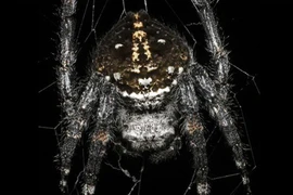 Tiết lộ bí mật của loài nhện tạo ra sợi tơ bền nhất thế giới