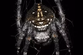 Tiết lộ bí mật của loài nhện tạo ra sợi tơ bền nhất thế giới