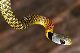 Top 10 loài rắn nguy hiểm nhất hành tinh, chớ dại động vào