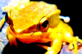 Nấm bỗng dưng mọc ra từ thân ếch... giới khoa học nơm nớp lo âu