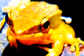 Nấm bỗng dưng mọc ra từ thân ếch... giới khoa học nơm nớp lo âu