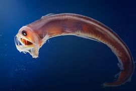 Giật mình loạt sinh vật "ngoài hành tinh" náu mình dưới đáy biển 