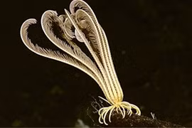 Phát hoảng sinh vật “ngoài hành tinh” cực dị có thật trên Trái đất 