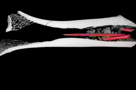 Mũi tên 7.000 năm tẩm độc thành phần 'lạ', chuyên gia bối rối