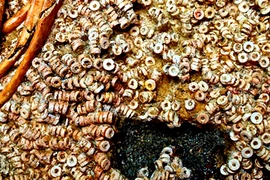 Khai quật phòng chôn cất 5.000 tuổi, chuyên gia ngã quỵ vì...