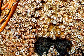 Khai quật phòng chôn cất 5.000 tuổi, chuyên gia ngã quỵ vì...