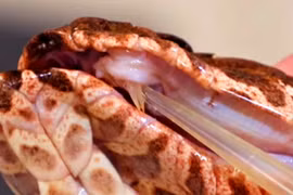 Phát hiện loài rắn tử thần 3 nanh, giới khoa học run sợ vì...