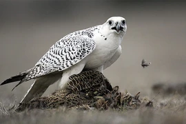 Tận mục loài chim Cắt săn mồi mạnh mẽ nhất hành tinh 