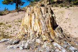 Hạn hán kéo dài, bất ngờ lộ ra khu rừng hoá thạch cực lạ lùng 