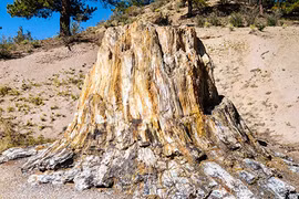 Hạn hán kéo dài, bất ngờ lộ ra khu rừng hoá thạch cực lạ lùng 