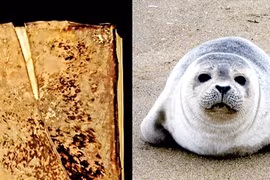 Cận cảnh “cuốn sách lông” thời Trung cổ được đóng bằng da hải cẩu