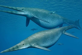 Kinh ngạc hoá thạch hoàn chỉnh hiếm có của loài ngư long