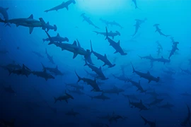 Kinh ngạc “nghĩa địa cá mập” ẩn náu dưới Ấn Độ Dương