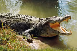 Bất ngờ loài vật có lực cắn mạnh nhất hành tinh, chớ dại đến gần 